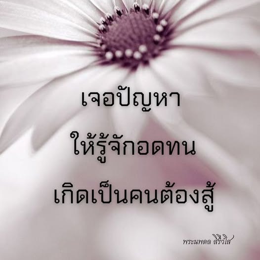 การ์ด No.12095:พระนพดล สิริวํโส