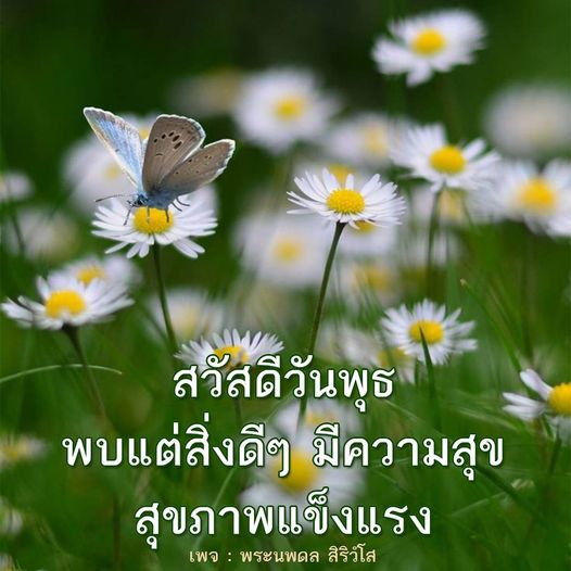 การ์ด No.8090:ภาพสวัสดียามเช้า