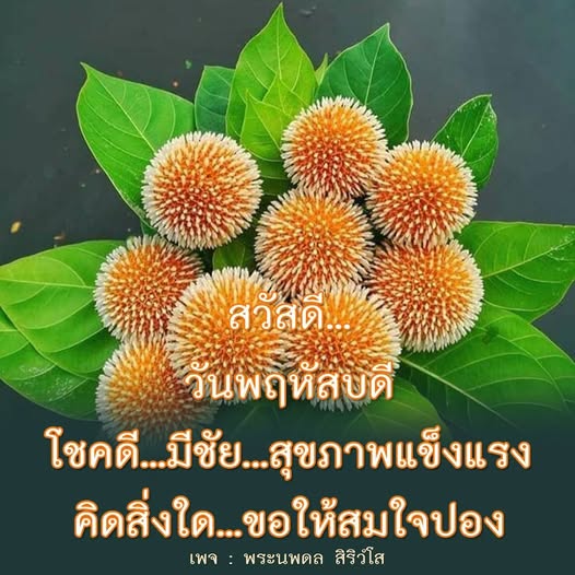 ภาพ No.14160:ทั่วไป