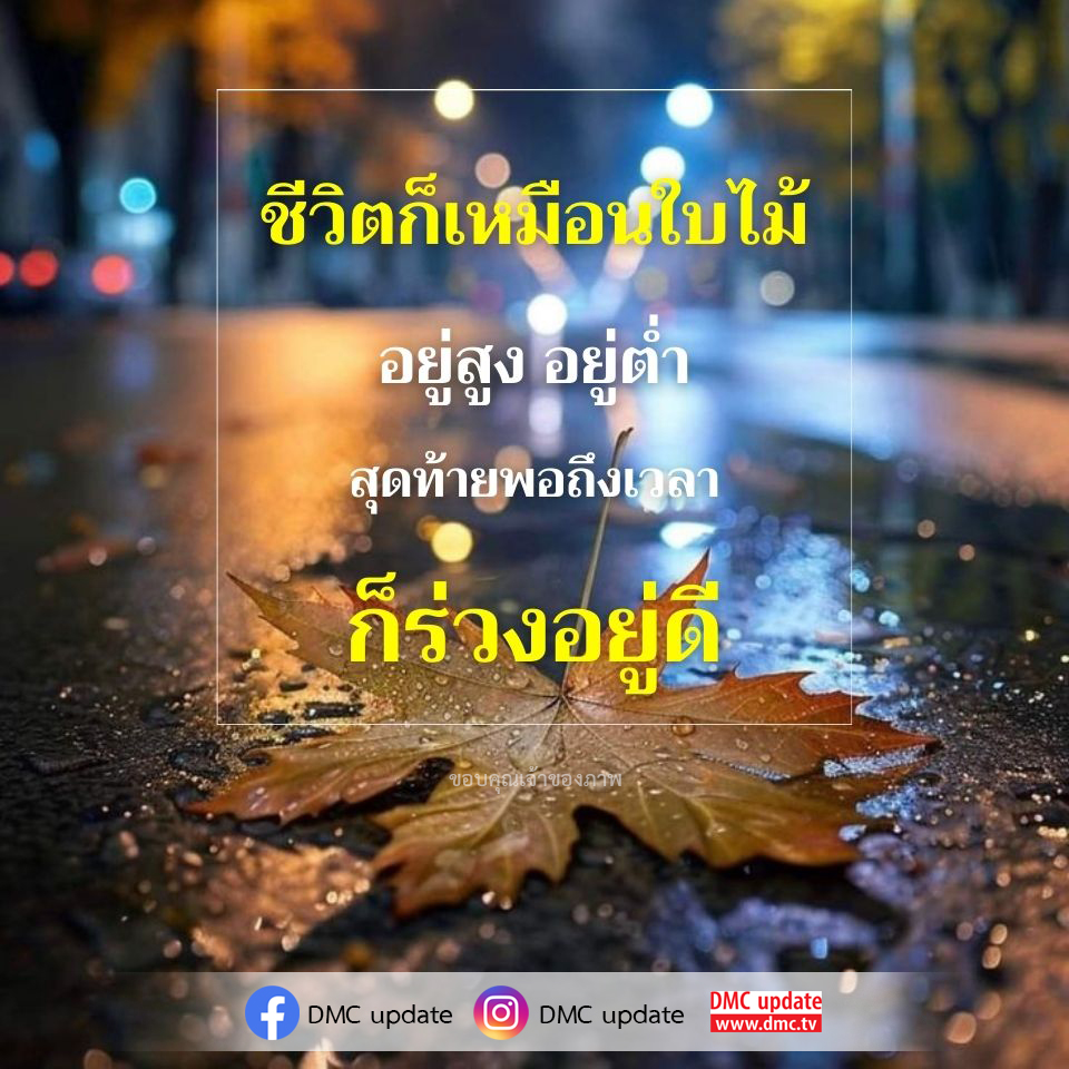 สำรวจความหมายของชีวิตที่เปรียบเสมือนใบไม้ที่มีการเปลี่ยนแปลงตลอดเวลา ตั้งแต่การอยู่สูงจนถึงการร่วงหล่น พร้อมขอบคุณเจ้าของภาพที่สร้างแรงบันดาลใจในการใช้ชีวิตอย่างมีคุณค่า ผ่าน DMC update.