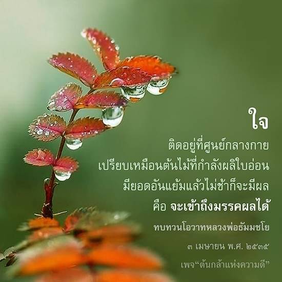 ใจติดอยู่ที่ศูนย์กลางกายเปรียบเหมือนต้นไม้ที่กำลังผลิใบอ่อน มียอดอันแย้มแล้วไม่ช้าก็จะมีผล คือ จะเข้าถึงมรรคผลได้ ทบทวนโอวาทหลวงพ่อธัมมชโยในวันที่ 3 เมษายน พ.ศ. ๒๕๓๕ บนเพจ “ต้นกล้าแห่งความดี”