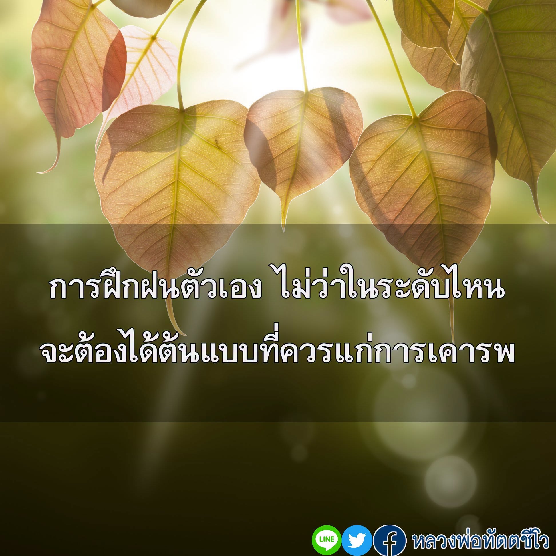 ภาพ No.18556:ทั่วไป