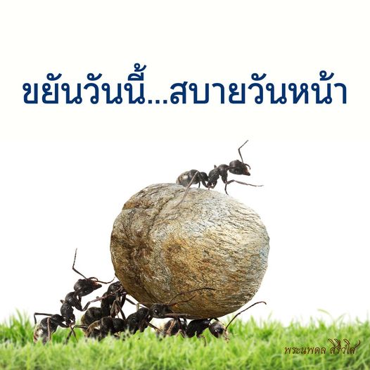 การ์ด No.10168:พระนพดล สิริวํโส