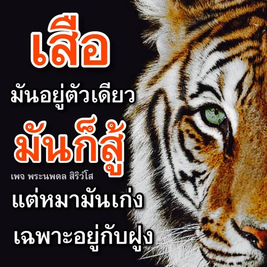 การ์ด No.14279:พระนพดล สิริวํโส