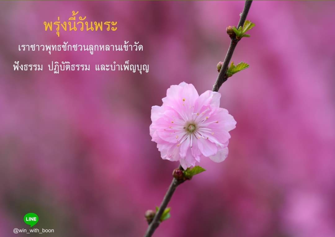 วันพระ เราชาวพุทธควรเข้าวัดปฏิบัติธรรม 
ทำบุญตักบาตรให้ชีวิตสัตว์เป็นทาน
เป็นการสั่งสมบุญบารมีและสืบทอดพุทธประเพณีที่งดงามสืบต่อไป