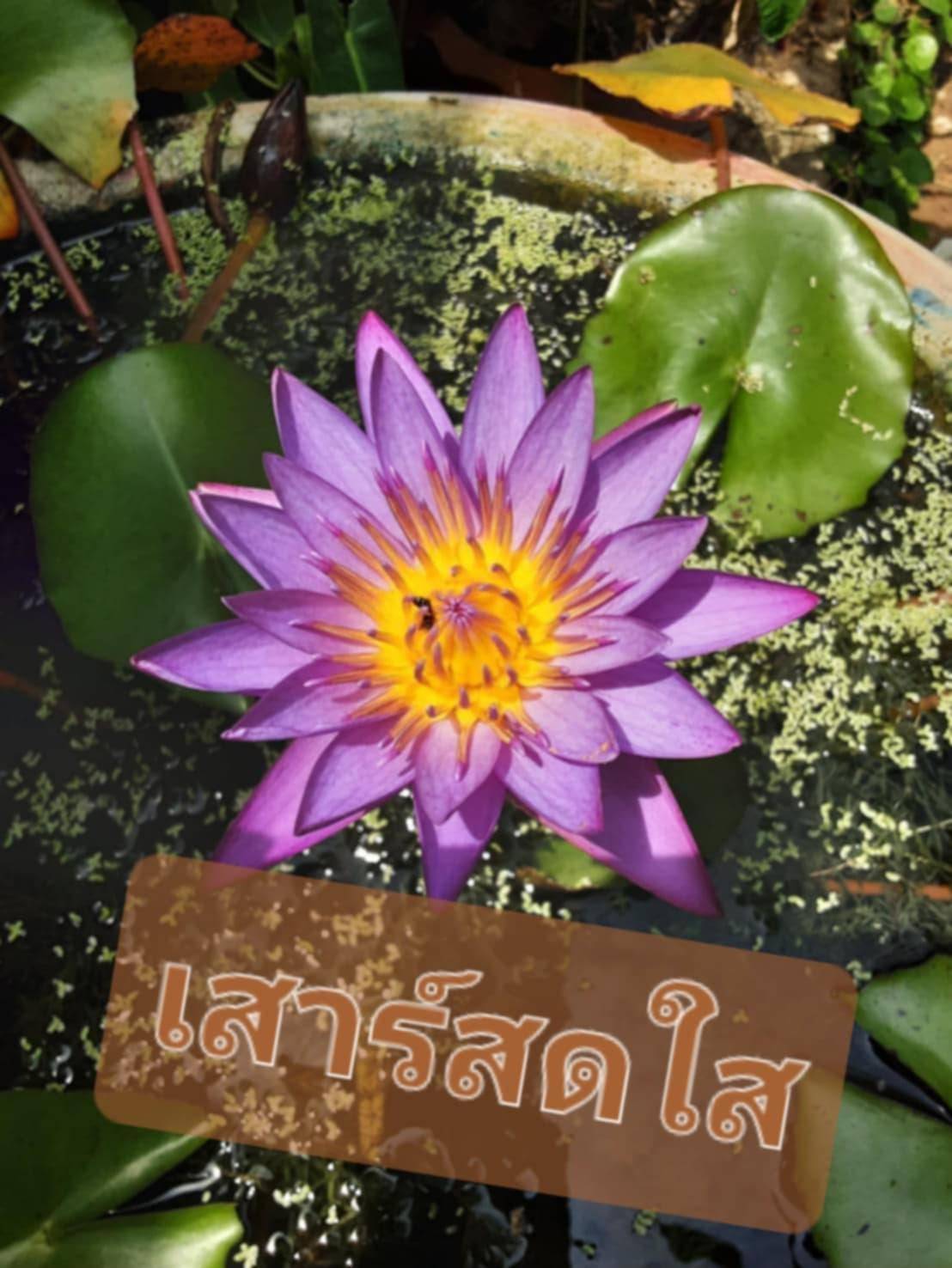  อีการ์ดภาพสวัสดียามเช้าส่งมอบเพื่อเป็นการทักทายให้กำลังใจเพื่อมิตรภาพในเช้าวันใหม่ของทุกๆ วัน