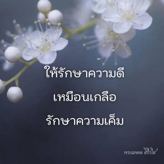 การ์ด No.12461:พระนพดล สิริวํโส