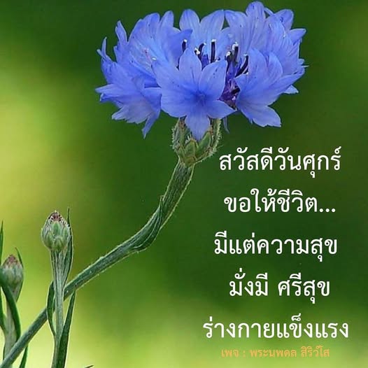 การ์ด No.11953:ภาพสวัสดียามเช้า