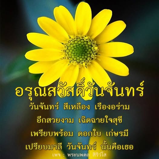 เริ่มต้นวันจันทร์ด้วยความสวยงามและความสุขจากสีเหลืองที่เรืองอร่าม พร้อมคำอวยพรจากพระนพดล สิริวโส เพื่อเติมเต็มวันใหม่ด้วยพลังบวกและความสดใส