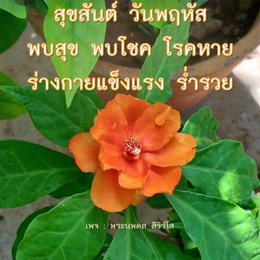 การ์ด No.14165:ภาพสวัสดียามเช้า