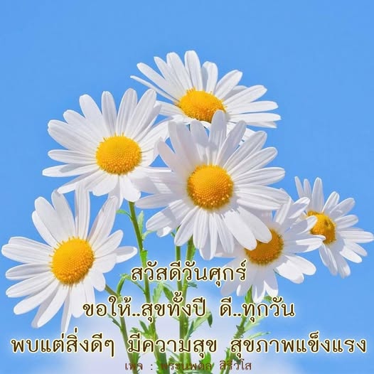การ์ด No.12400:ภาพสวัสดียามเช้า