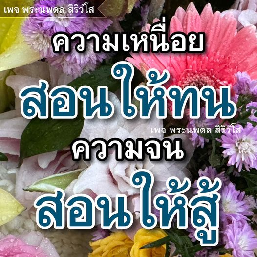 การ์ด No.10256:พระนพดล สิริวํโส