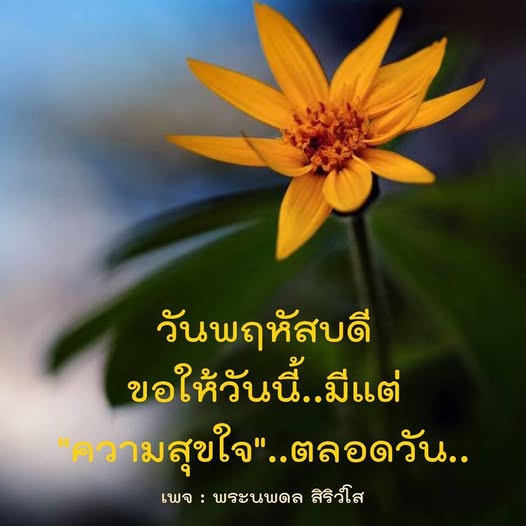 การ์ด No.14480:ภาพสวัสดียามเช้า