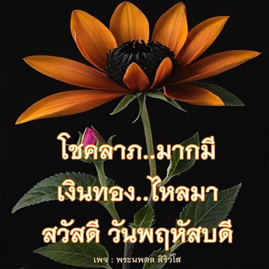 การ์ด No. 8006 : ภาพสวัสดียามเช้า