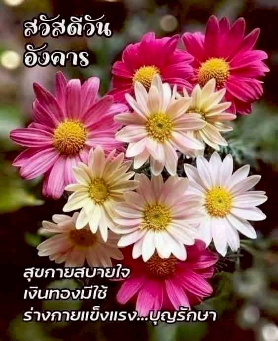 ภาพ No.15952:ภาพสวัสดียามเช้า