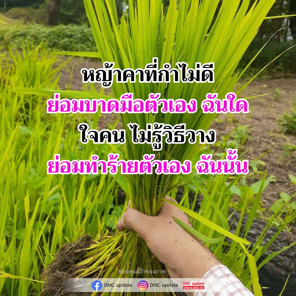 ภาพ No.16877:ทั่วไป