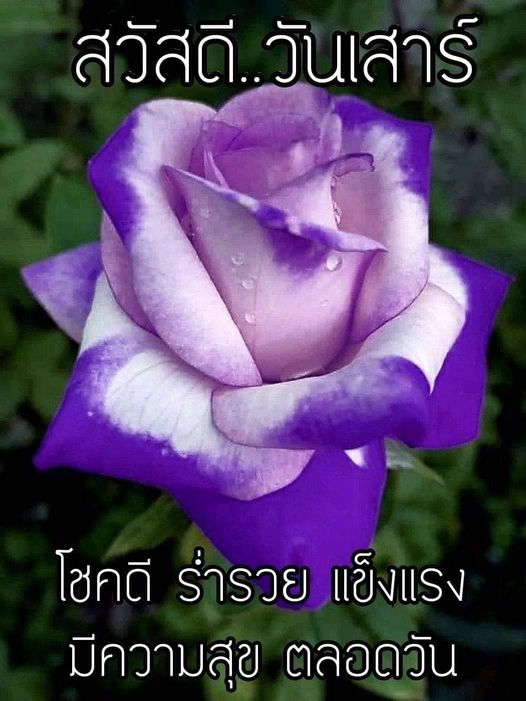 การ์ด No.9935:ภาพสวัสดียามเช้า