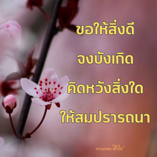 การ์ด No.9645:พระนพดล สิริวํโส