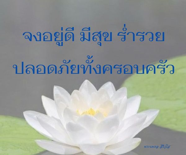 การ์ด No.11301:พระนพดล สิริวํโส