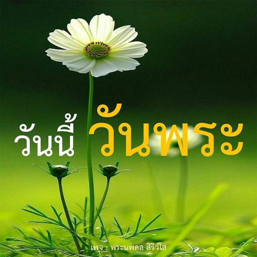 การ์ด No.10049:วันพระ