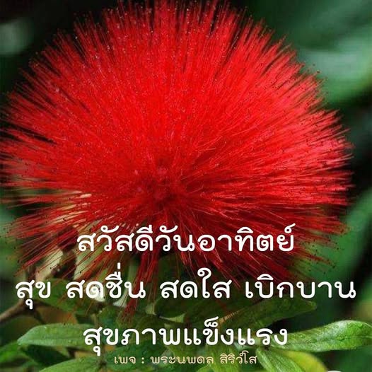 การ์ด No.12141:ภาพสวัสดียามเช้า