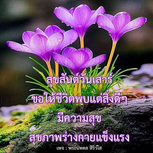 การ์ด No.11983:ภาพสวัสดียามเช้า