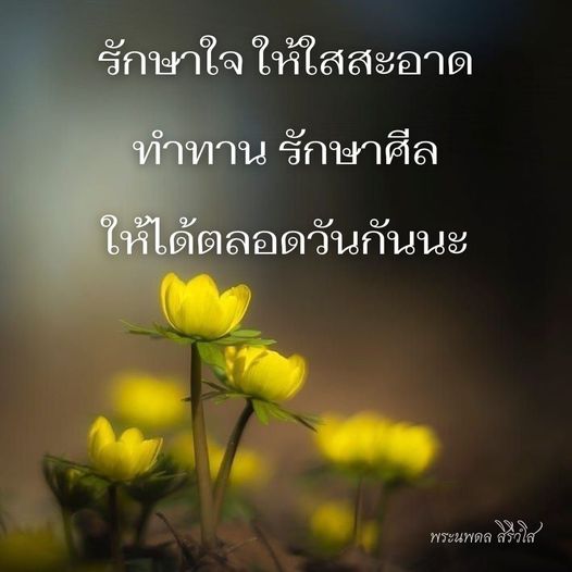 การ์ด No.8580:พระนพดล สิริวํโส