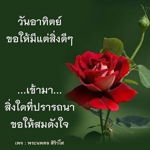 การ์ด No.12142:ภาพสวัสดียามเช้า