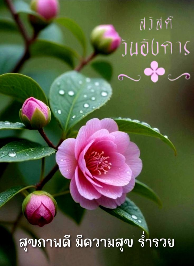 ภาพ No.16644:ภาพสวัสดียามเช้า