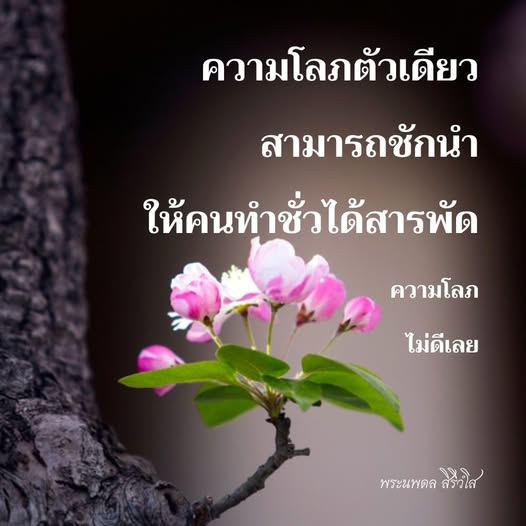 การ์ด No.11973:พระนพดล สิริวํโส