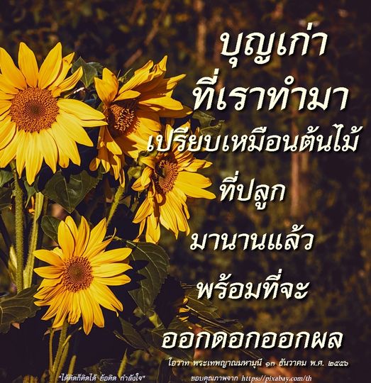 ข้อคิดและกำลังใจจากบุญเก่าที่เราทำมาเปรียบเหมือนต้นไม้ที่ปลูกมานานแล้ว พร้อมที่จะออกดอกออกผล โอวาท พระเทพญาณมหามุนี ๑๓ ธันวาคม พ.ศ. ๒๕๕๖ ภาพจาก https://pixabay.com/th
