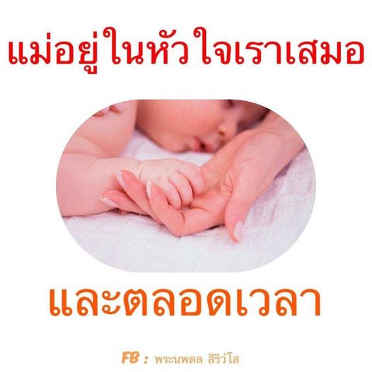 การ์ด No.8381:พระนพดล สิริวํโส