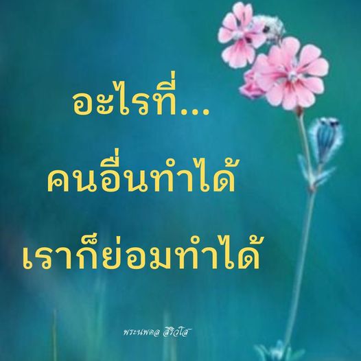 การ์ด No.11353:พระนพดล สิริวํโส