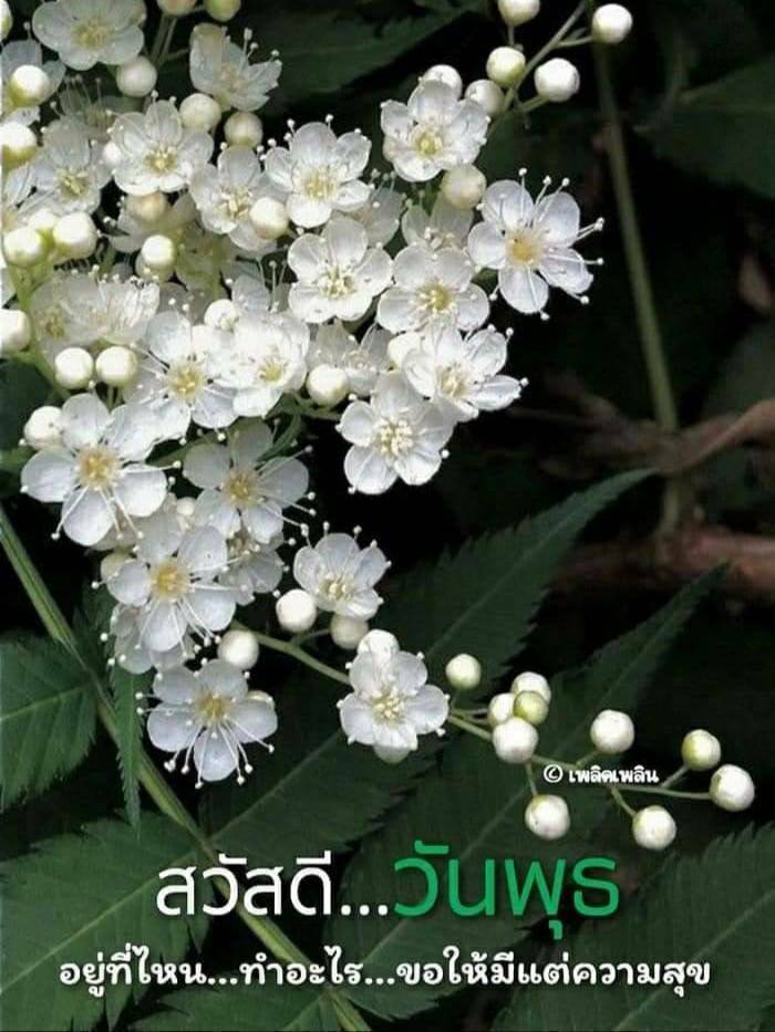การ์ด No.13937:ภาพสวัสดียามเช้า