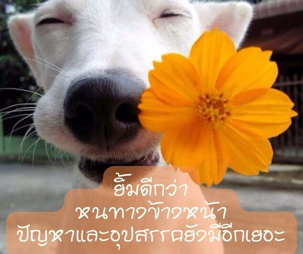 การ์ด No.11111:กำลังใจให้คุณ