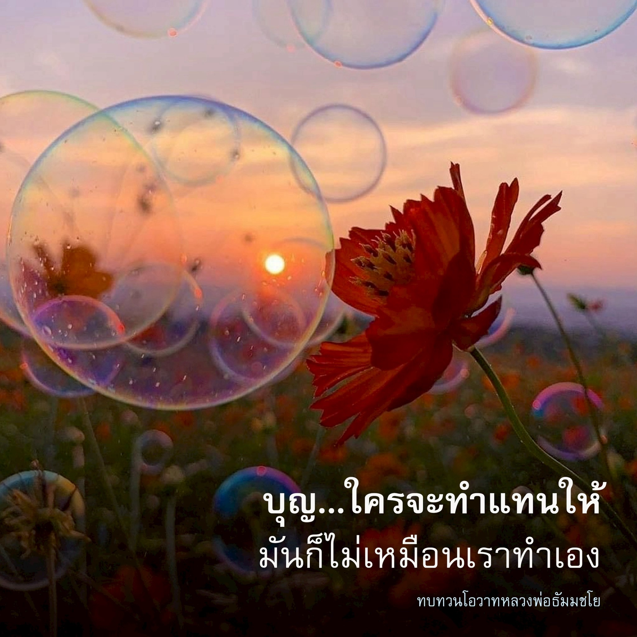 ภาพ No.17881:ทั่วไป