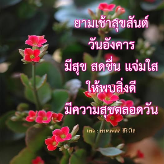 การ์ด No.12963:ภาพสวัสดียามเช้า