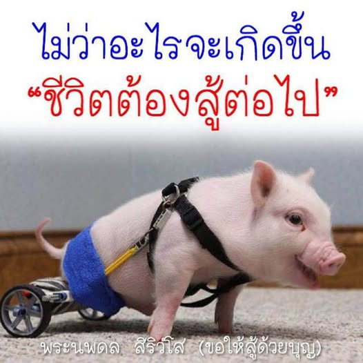 การ์ด No.11778:พระนพดล สิริวํโส