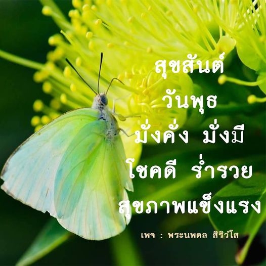 การ์ด No.8948:ภาพสวัสดียามเช้า
