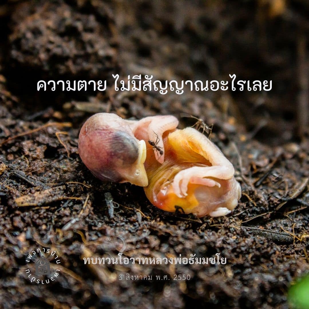 อีการ์ดคำสอนหลวงพ่อ (คุณครูไม่ใหญ่)เป็นโอวาทที่สั่งสอนชี้แนะและให้กำลังใจในการดำเนินชีวิตที่ถูกต้องดีงาม