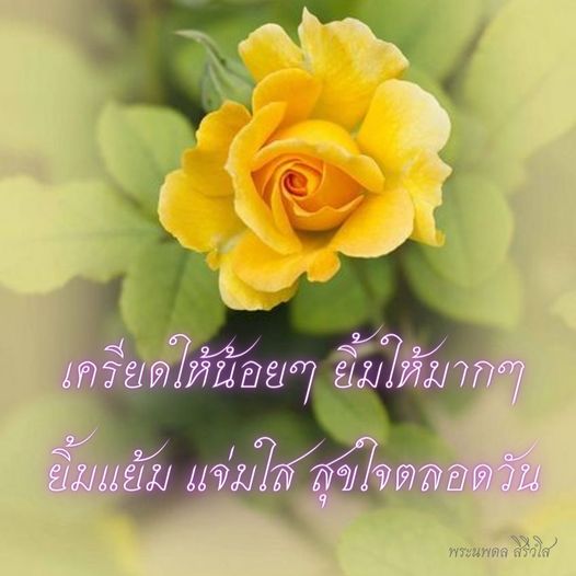 การ์ด No.9252:พระนพดล สิริวํโส