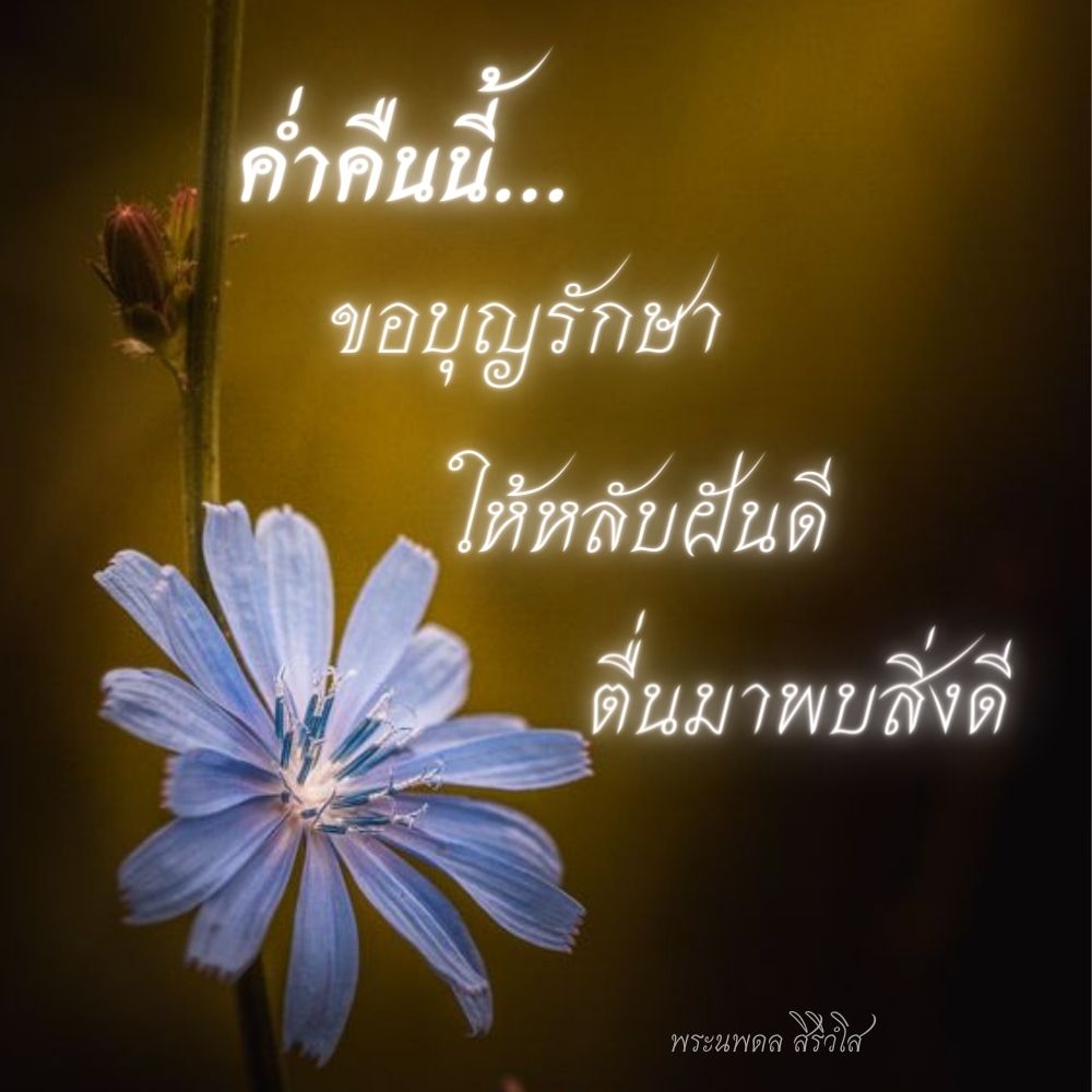 การ์ด No.9449:ราตรีสวัสดิ์