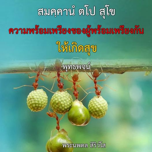 การ์ด No.10495:พระนพดล สิริวํโส