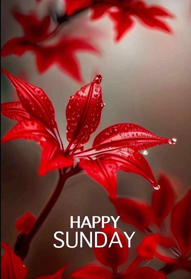 ภาพ No.16096:ภาพสวัสดียามเช้า