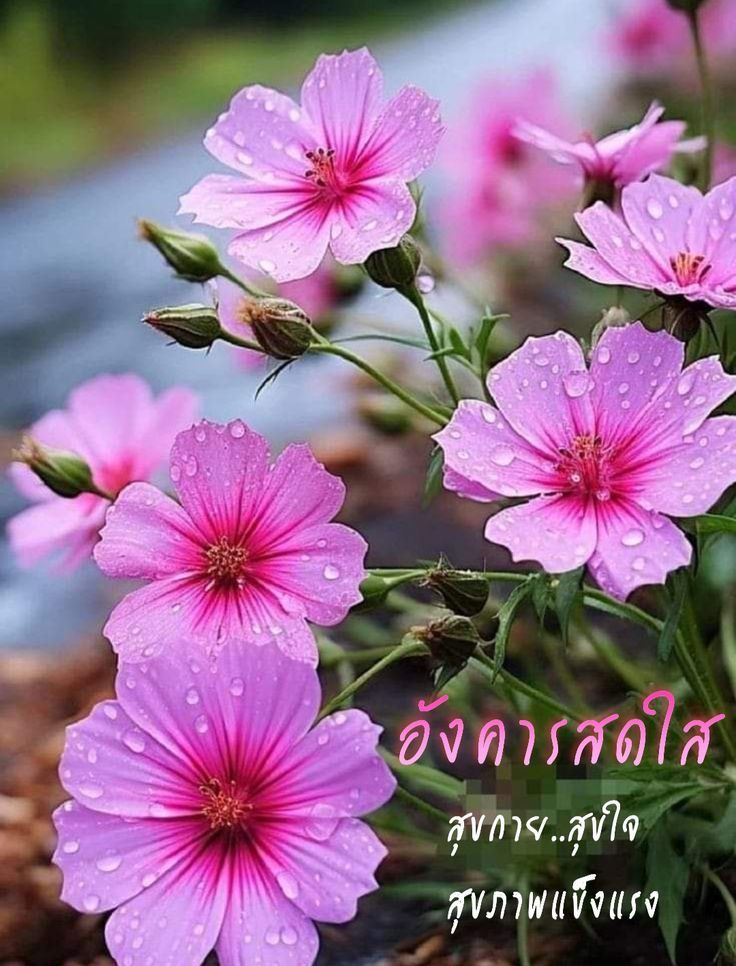 ภาพ No.16119:ภาพสวัสดียามเช้า