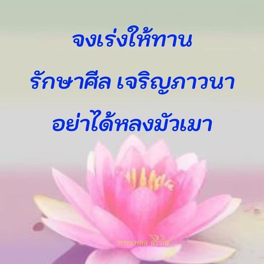 การ์ด No.9016:พระนพดล สิริวํโส