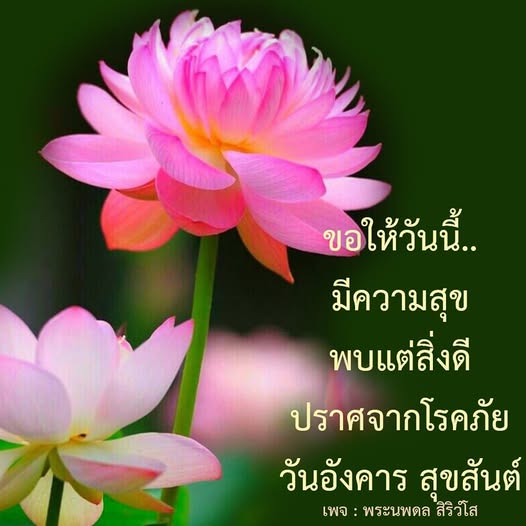 การ์ด No.12962:ภาพสวัสดียามเช้า