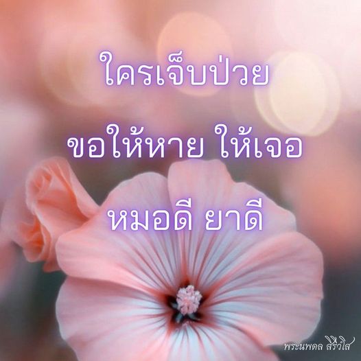 การ์ด No.8764:พระนพดล สิริวํโส