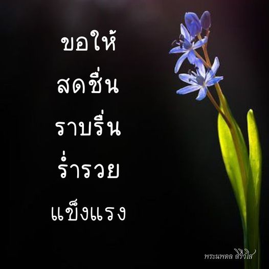 การ์ด No.9288:พระนพดล สิริวํโส