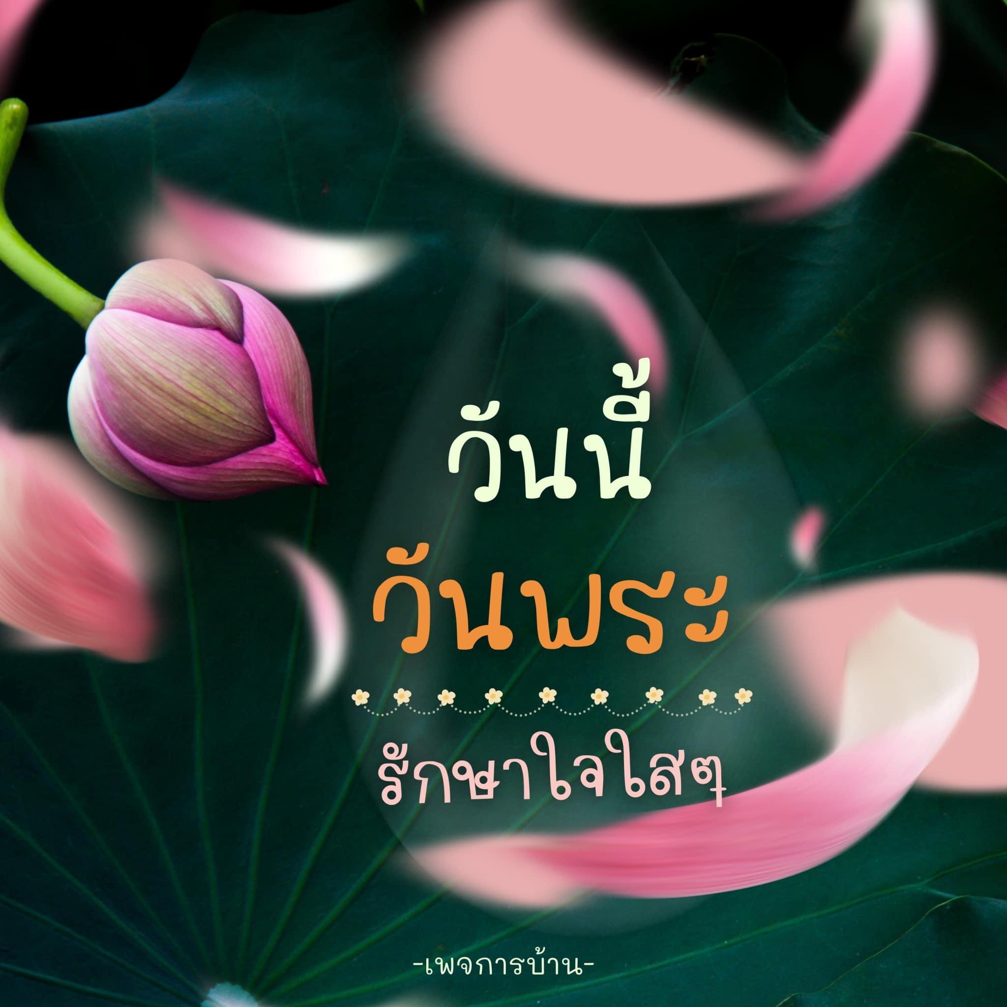 ภาพ No.16537:ทั่วไป